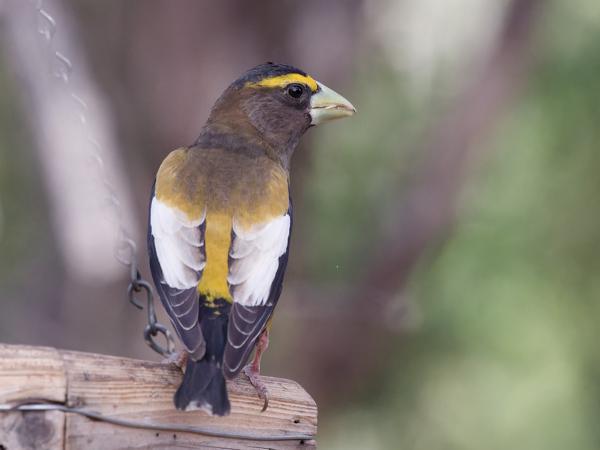 <h3><a href="/trips/Tucson_2023/biota/animalia/chordata/aves/040 passeriformes/121 fringillidae/hesperiphona vespertina/hesperiphona vespertina-nl.html">Hesperiphona&nbsp;vespertina</a> / Evening&nbsp;grosbeak / Avonddikbek</h3>OM-1 met M.300mm F4.0 + MC-14, 1/2500 sec  bij F5.6, ISO 16000, afstand 6.57&nbsp;m
